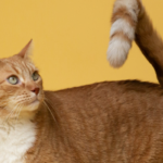 croccantini ipoallergenici gatto