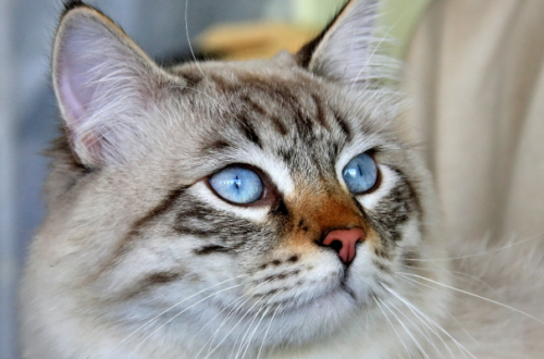 Gatti ipoallergenici: le migliori razze per chi soffre di allergie thumb