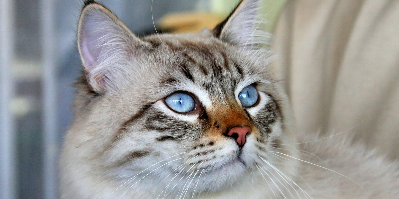 Gatti ipoallergenici: le migliori razze per chi soffre di allergie cover