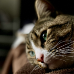 Gatto vomita