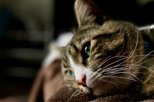 Perché il gatto vomita? Cause comuni e come intervenire thumb