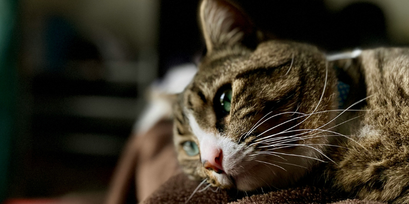 Perché il gatto vomita? Cause comuni e come intervenire cover