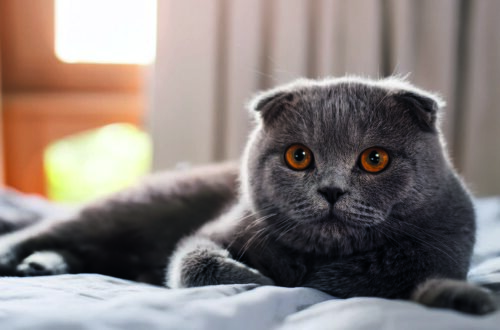 Alla scoperta dello Scottish Fold: il gatto dalle orecchie piegate thumb