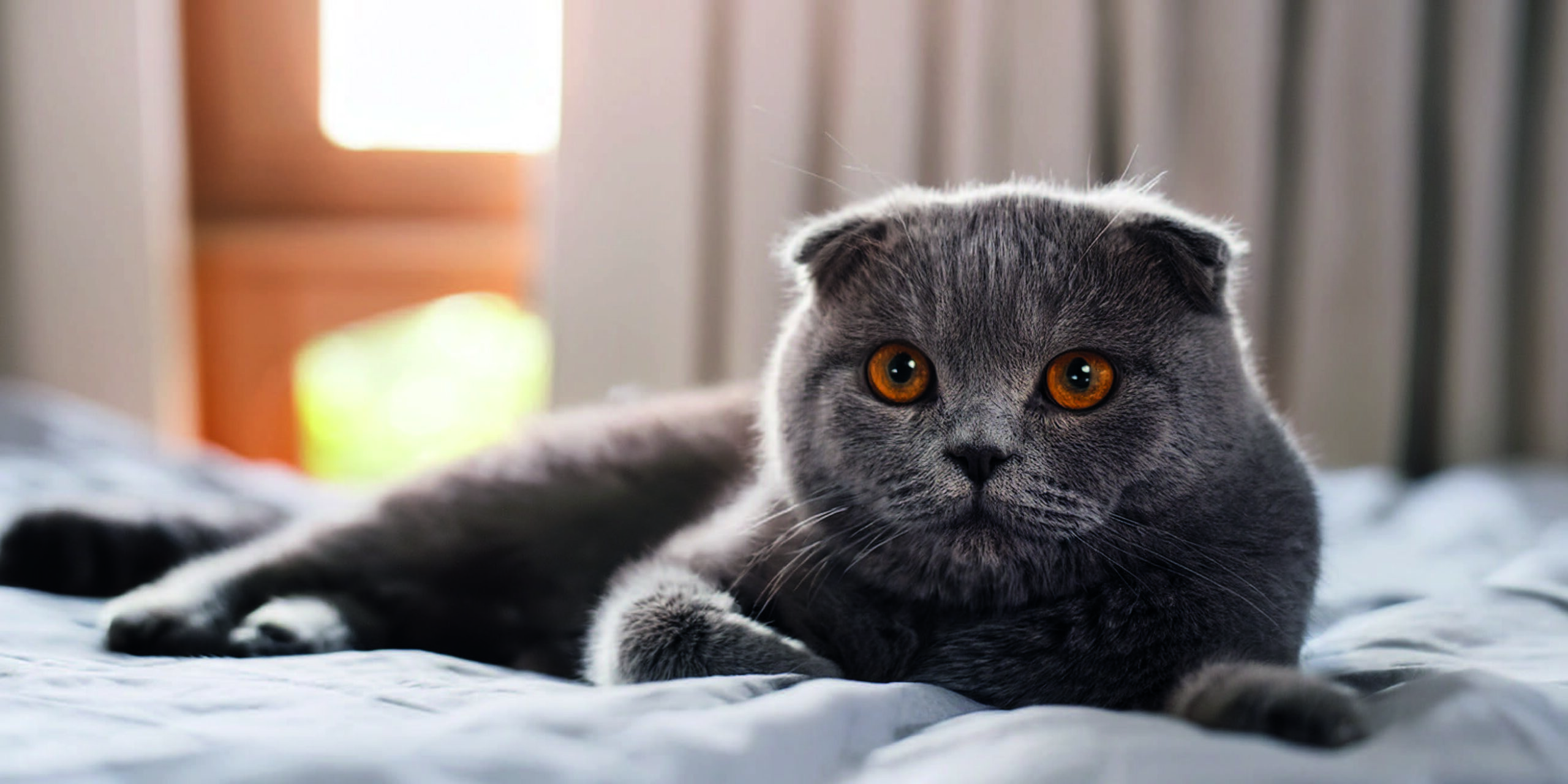 Alla scoperta dello Scottish Fold: il gatto dalle orecchie piegate cover