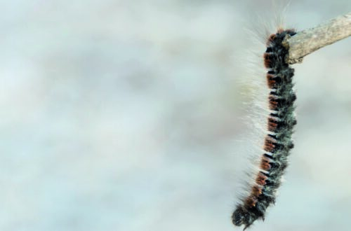 S.O.S. Processionaria: Scopri Come Proteggere al Meglio il tuo Pet! thumb