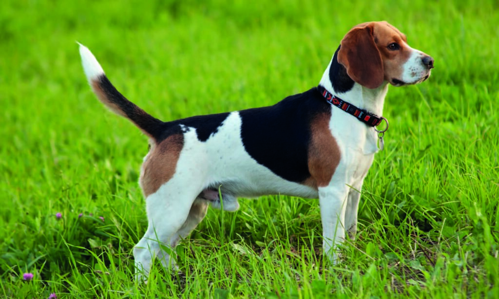 Origine e storia del Beagle