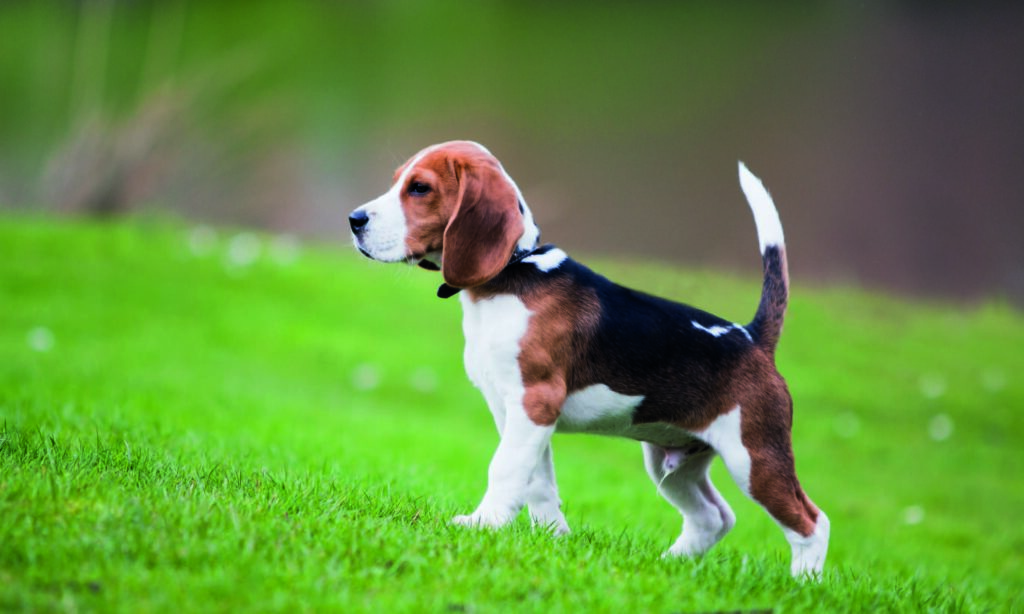 Caratteristiche del Beagle