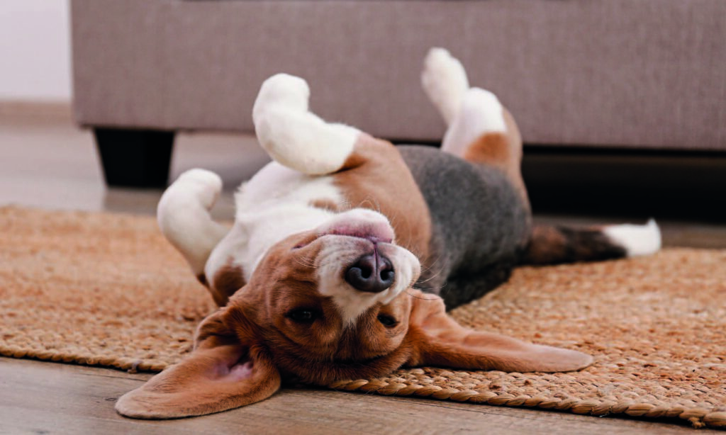 Carattere e temperamento del Beagle