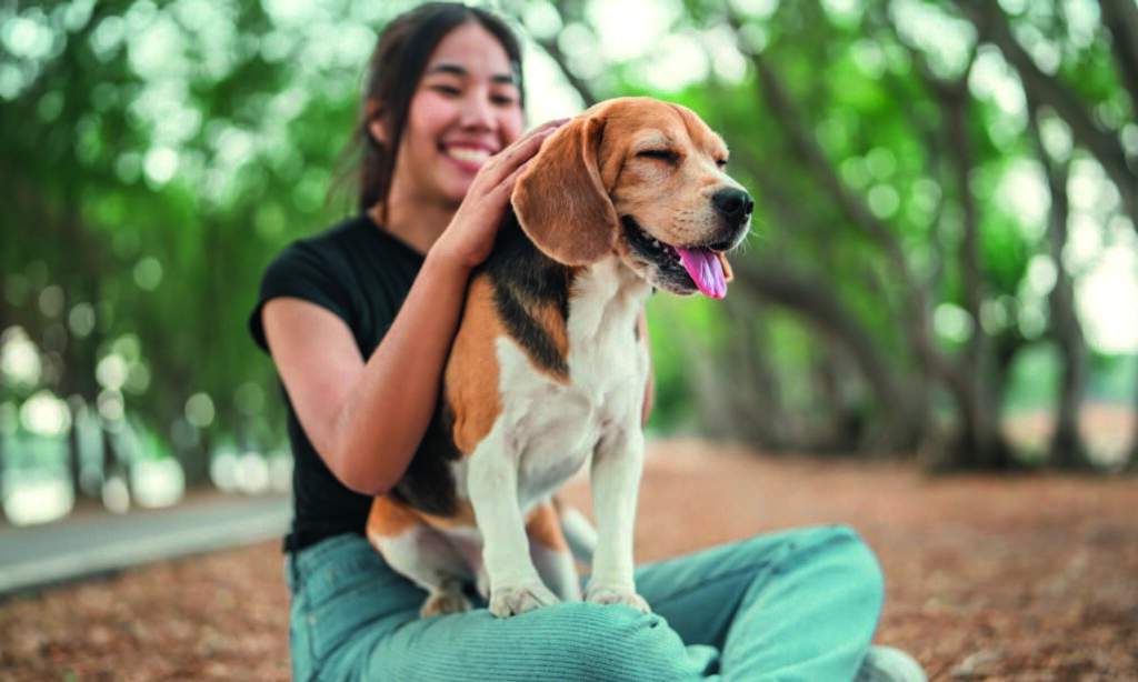 Cura del Beagle