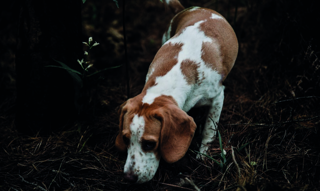 Protezione cane dalla processionaria