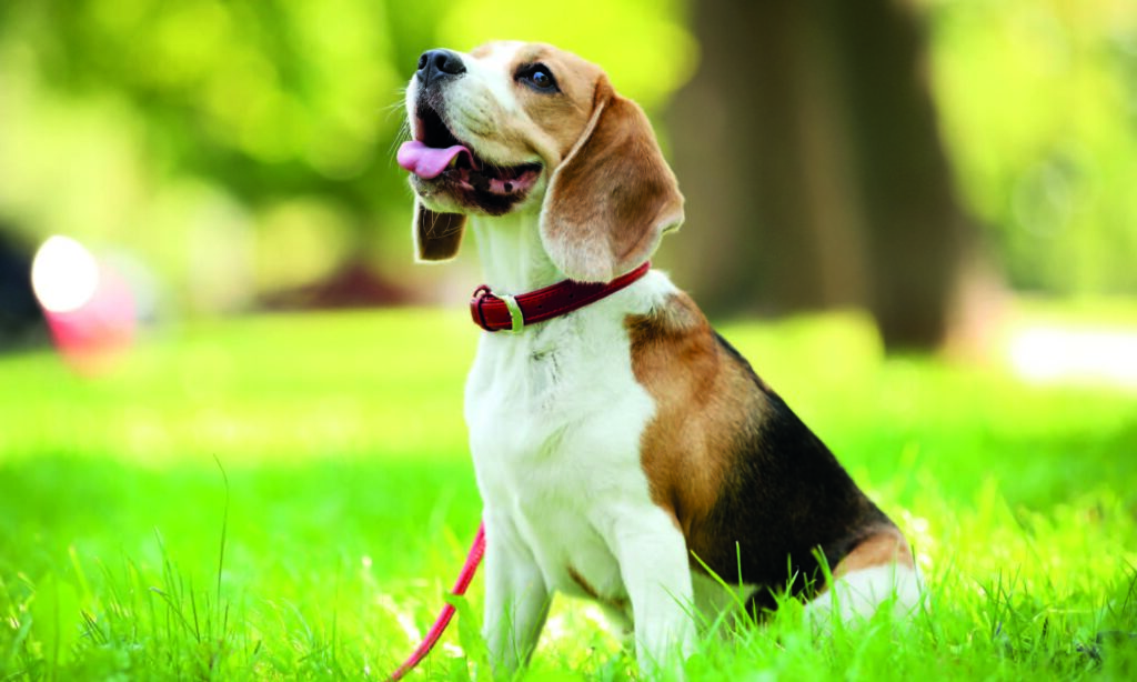Cosa sapere prima di prendere un Beagle