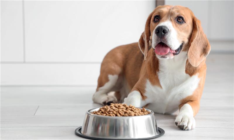 Quando scegliere le crocchette monoproteiche per il tuo cane?