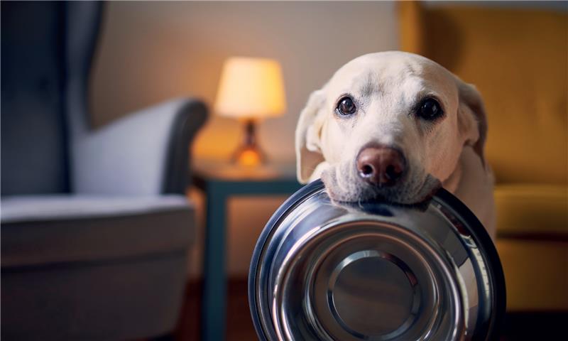 Come introdurre le crocchette monoproteiche nella dieta del cane