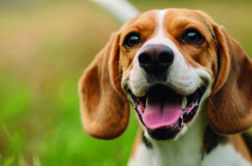 Il Beagle: un amico fedele dal fiuto infallibile! thumb