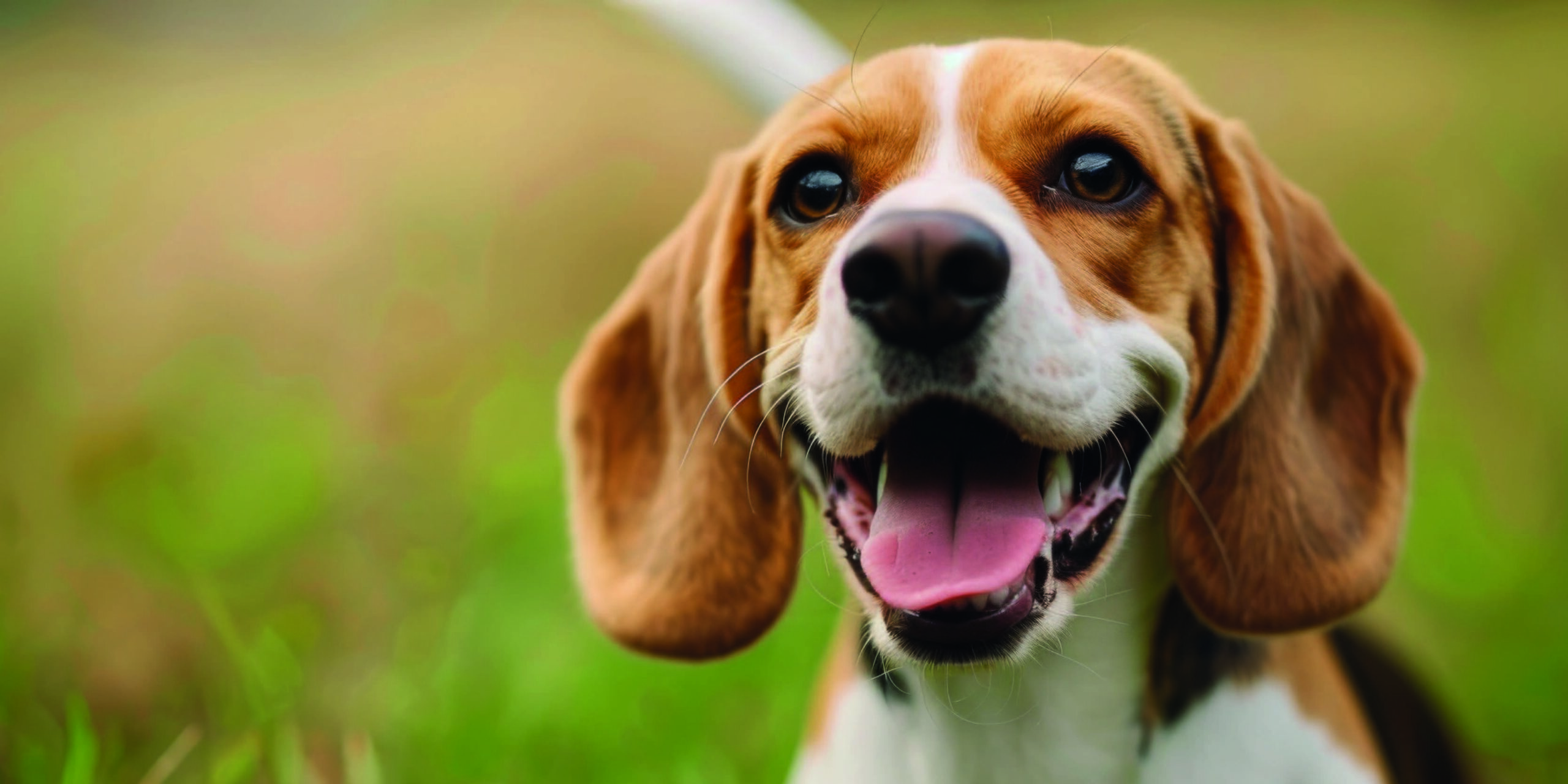 Il Beagle: un amico fedele dal fiuto infallibile! cover