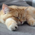 Gatto d'estate