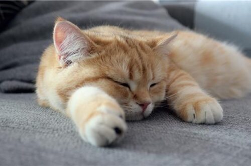 Estate da Gatti: Come Proteggere il tuo Micio dalle Alte Temperature! thumb
