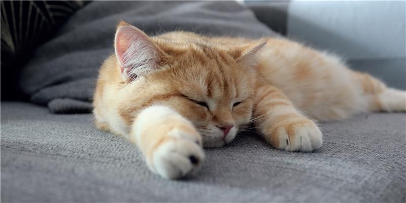 Estate da Gatti: Come Proteggere il tuo Micio dalle Alte Temperature! cover