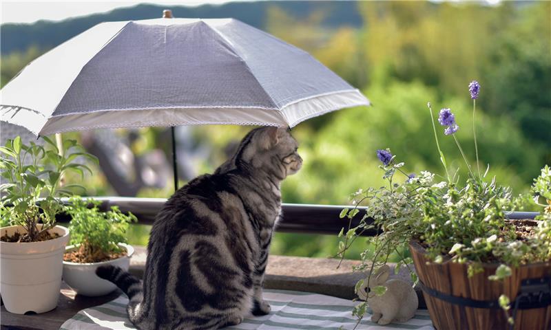 Mantenere la casa fresca d'estate per il Gatto