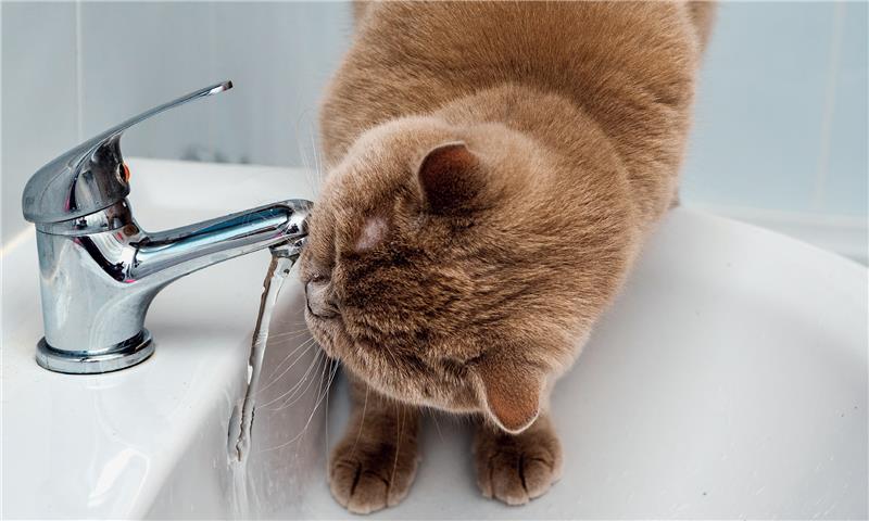 Consigli per il benessere estivo del tuo amico felino