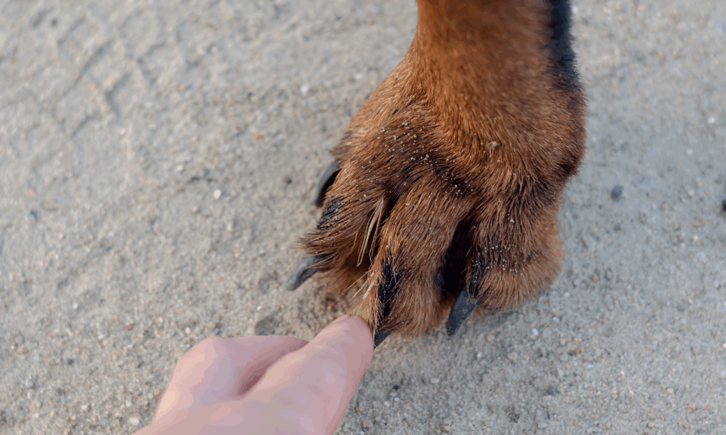 Forasacchi pericolo per cani e gatti