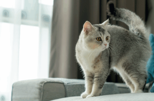 Autunno in arrivo? Ecco Come Prenderti Cura del Tuo Gatto Durante il Cambio di Stagione! thumb