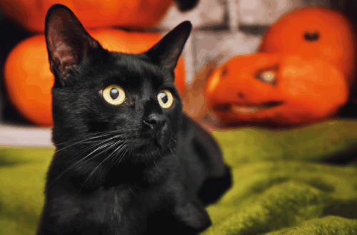 Nero Come la Notte di Halloween: Scopri il Fascino Ipnotico del Gatto Bombay thumb