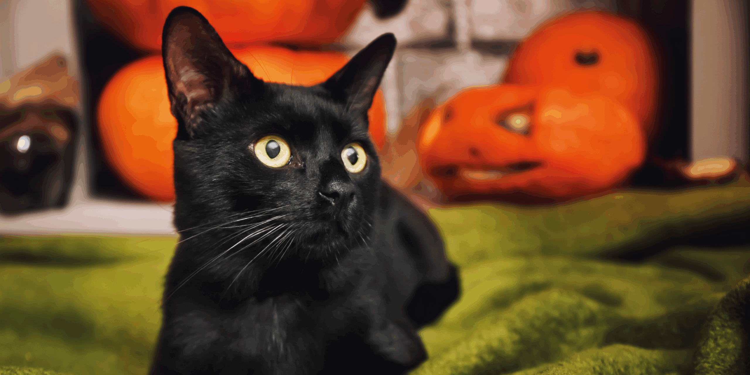 Nero Come la Notte di Halloween: Scopri il Fascino Ipnotico del Gatto Bombay cover