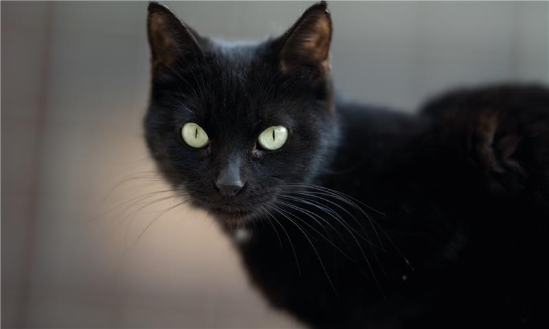 Origini e cultura del Gatto Bombay