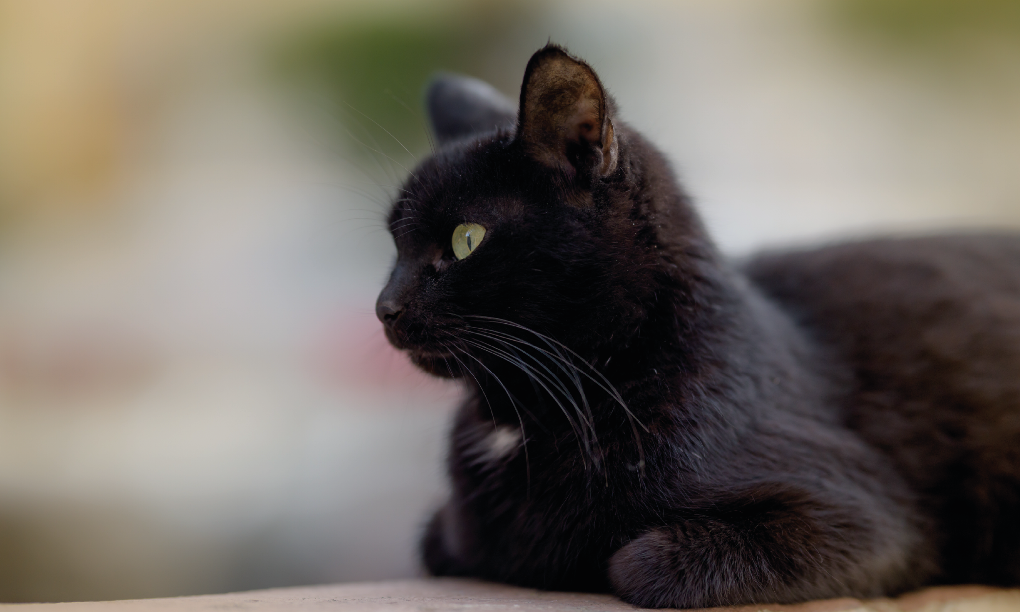 Fascino esotico del Gatto Bombay