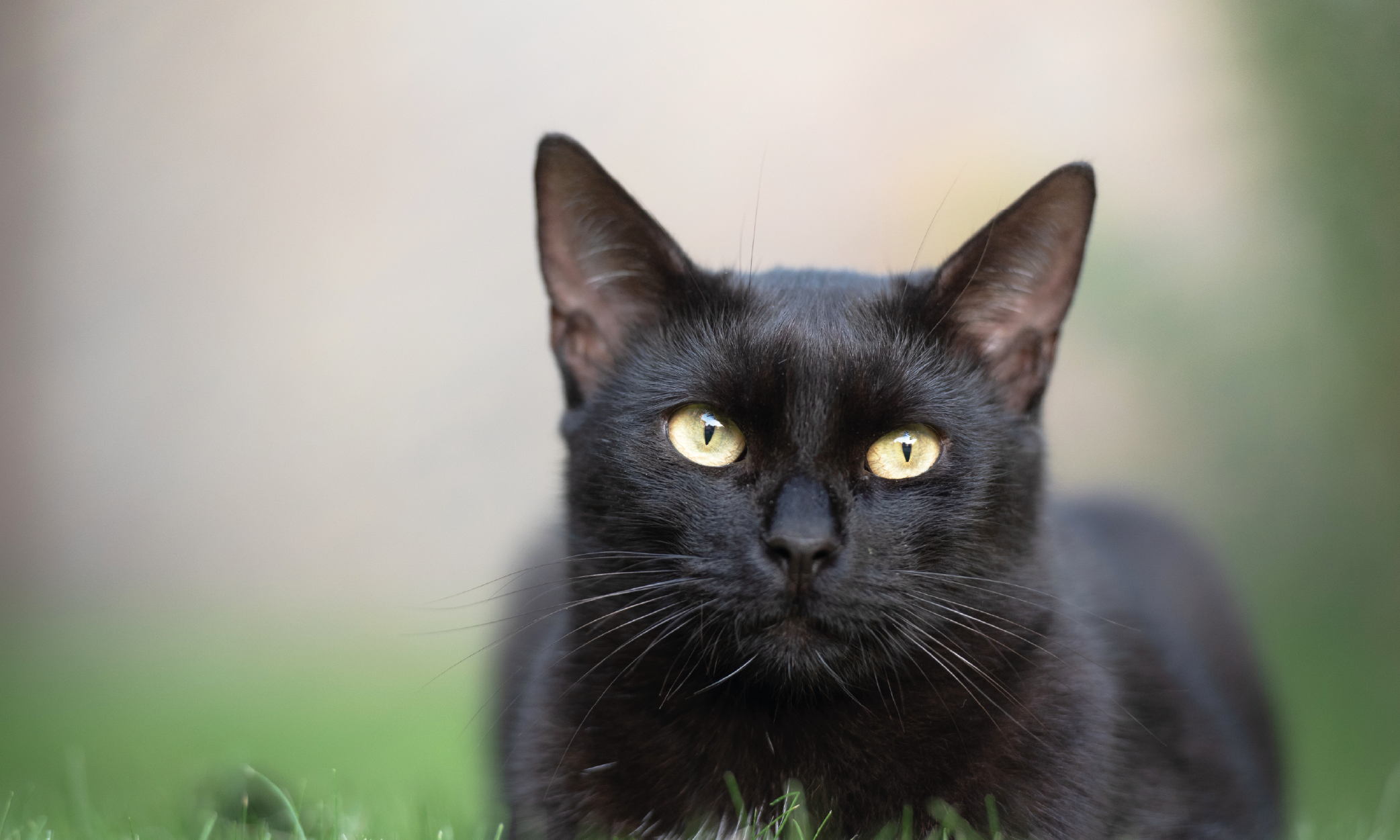 Salute e cura del Gatto Bombay