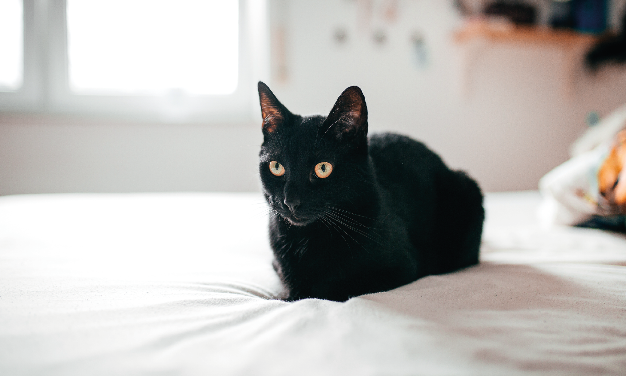 Scegliere un Gatto Bombay come Animale Domestico