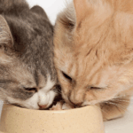 cibo umido gatto