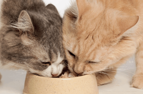 Cibo Umido per Gatti: Tutti i Segreti per una Dieta Sana e Gustosa thumb