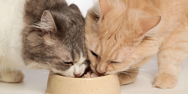 Cibo Umido per Gatti: Tutti i Segreti per una Dieta Sana e Gustosa cover