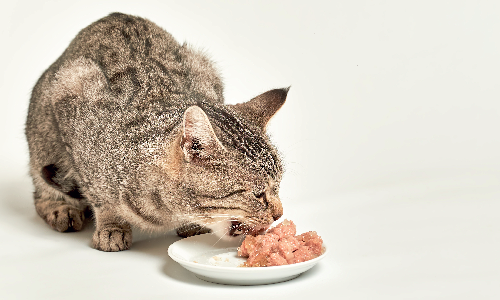 Composizione cibo umido gatto