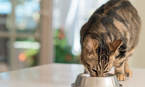 Benefici cibo umido gatto