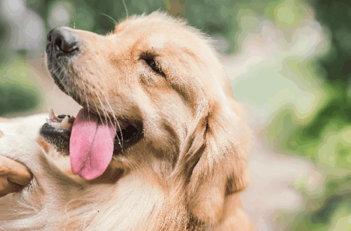 Conoscere il Golden Retriever: Indole, Comportamenti e Cura Quotidiana thumb