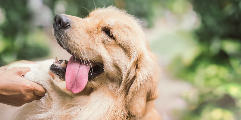 Conoscere il Golden Retriever: Indole, Comportamenti e Cura Quotidiana cover