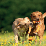 Socializzazione tra cani
