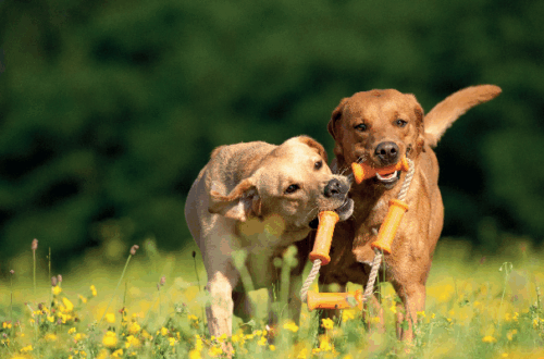 Socializzazione tra Cani: Come Favorire un Rapporto Sicuro e Sereno thumb