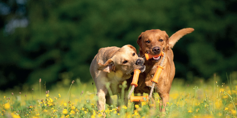 Socializzazione tra Cani: Come Favorire un Rapporto Sicuro e Sereno cover