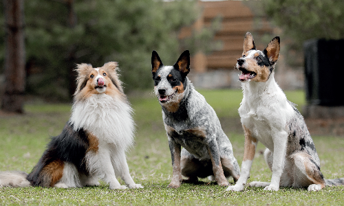 Perché è importante la socializzazione tra cani