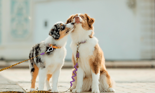 Come favorire la socializzazione tra cani