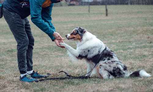 Esperti di socializzazioni tra cani