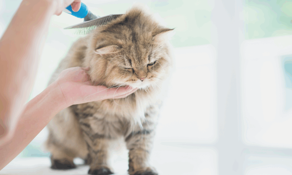 Arricchimento ambientale gatto e ruolo umano