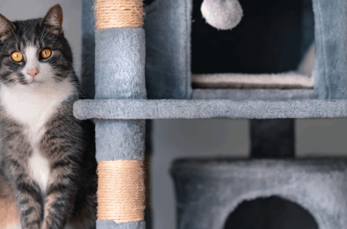 Arricchimento Ambientale per Gatti: Benessere e Felicità tra le Mura di Casa! thumb