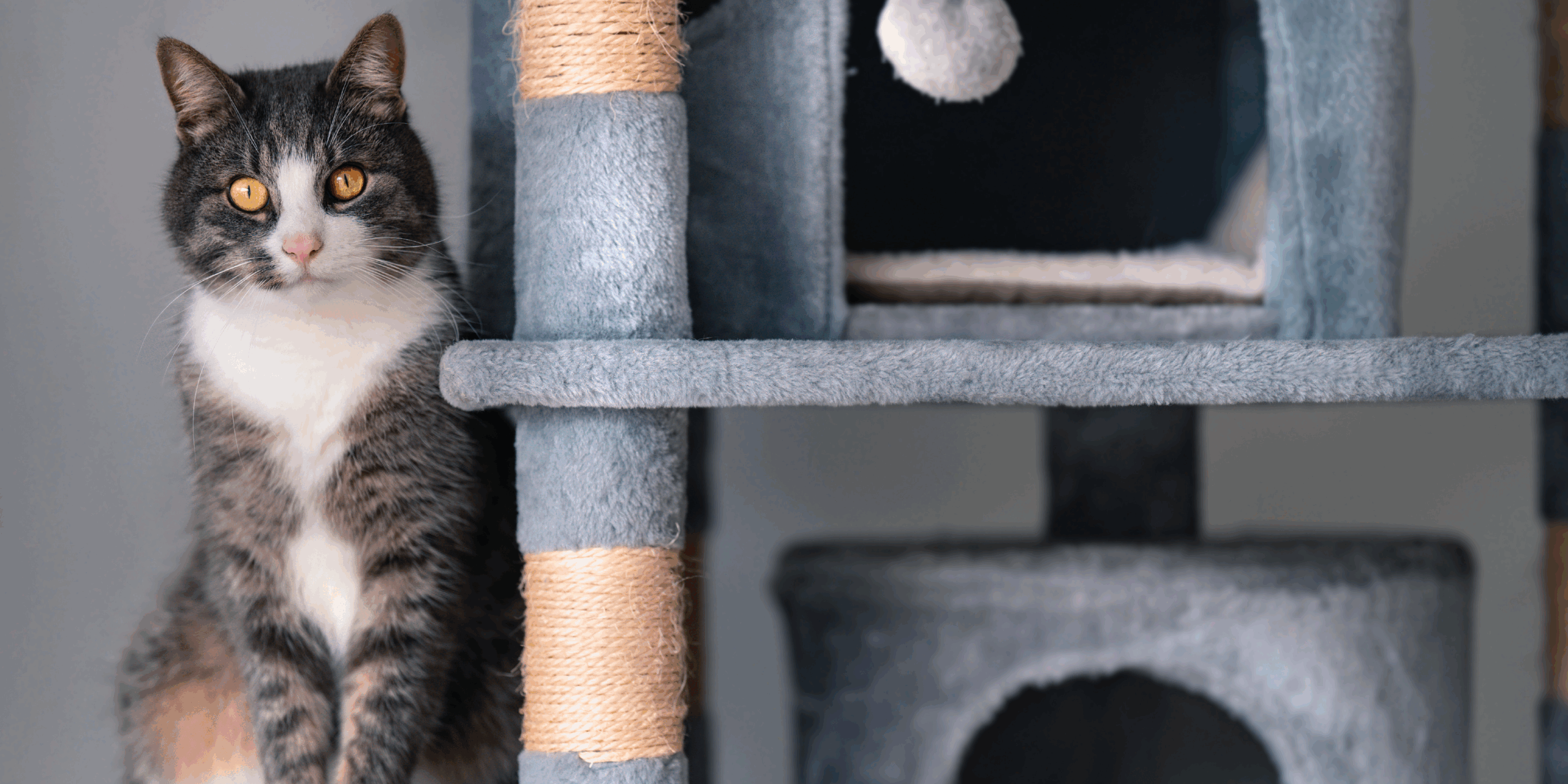 Arricchimento Ambientale per Gatti: Benessere e Felicità tra le Mura di Casa! cover