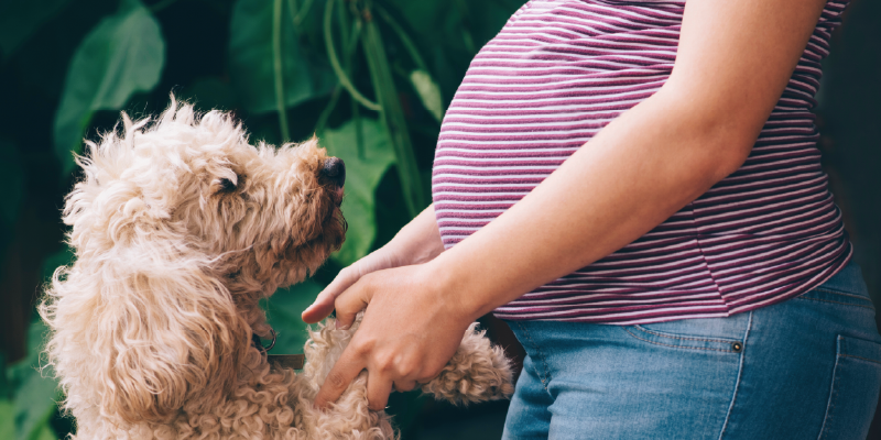 Bebè in arrivo? Come Preparare il tuo Cane o Gatto a Questo Nuovo Inizio! cover