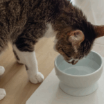 Acqua e gatti: perché Micio deve bere di più